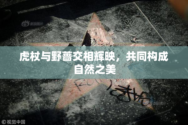 虎杖与野蔷交相辉映，共同构成自然之美
