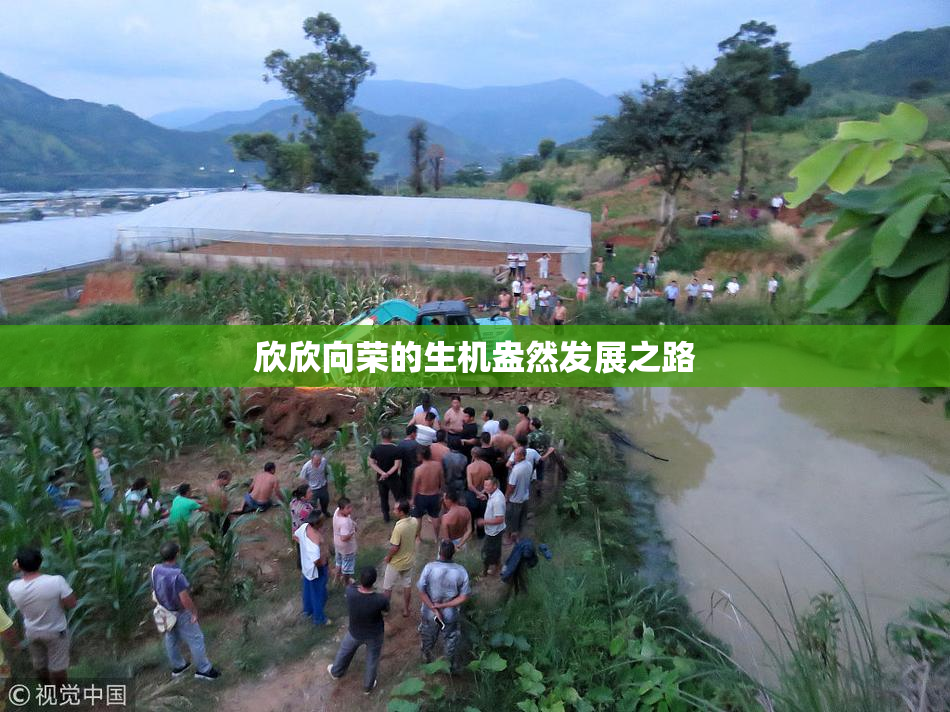 欣欣向荣的生机盎然发展之路