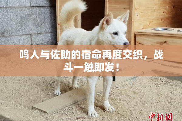 鸣人与佐助的宿命再度交织，战斗一触即发！