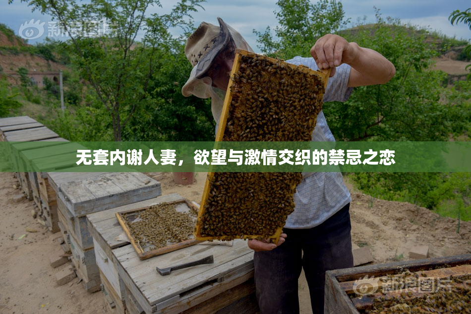 无套内谢人妻，欲望与激情交织的禁忌之恋