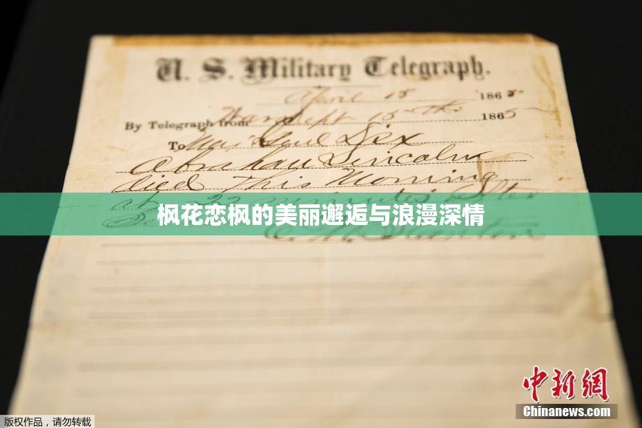 枫花恋枫的美丽邂逅与浪漫深情
