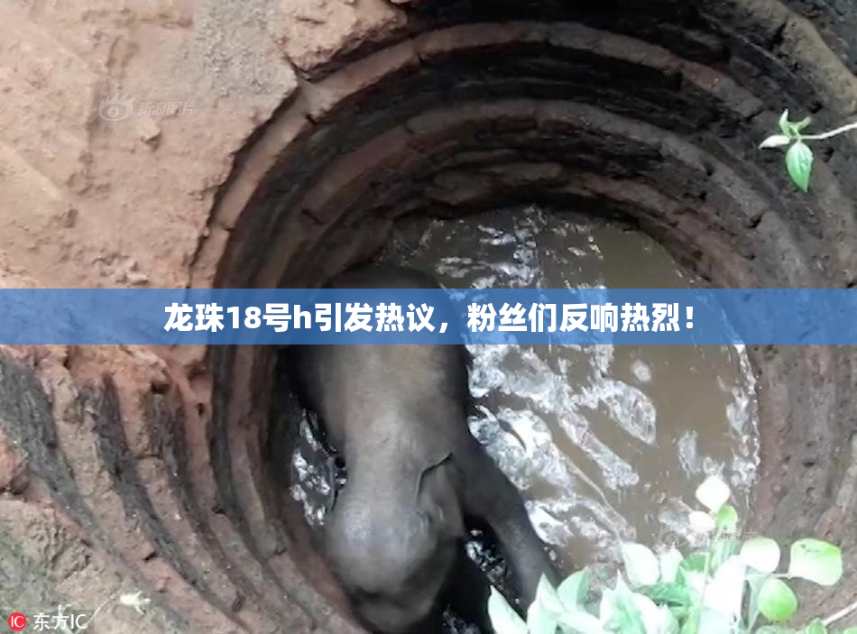 龙珠18号h引发热议，粉丝们反响热烈！