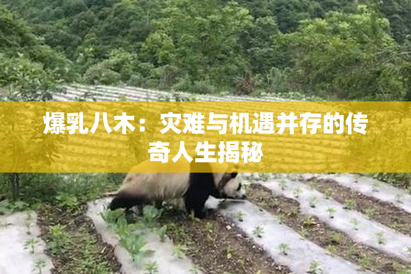 爆乳八木：灾难与机遇并存的传奇人生揭秘