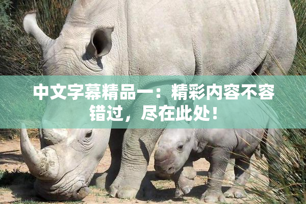 中文字幕精品一：精彩内容不容错过，尽在此处！