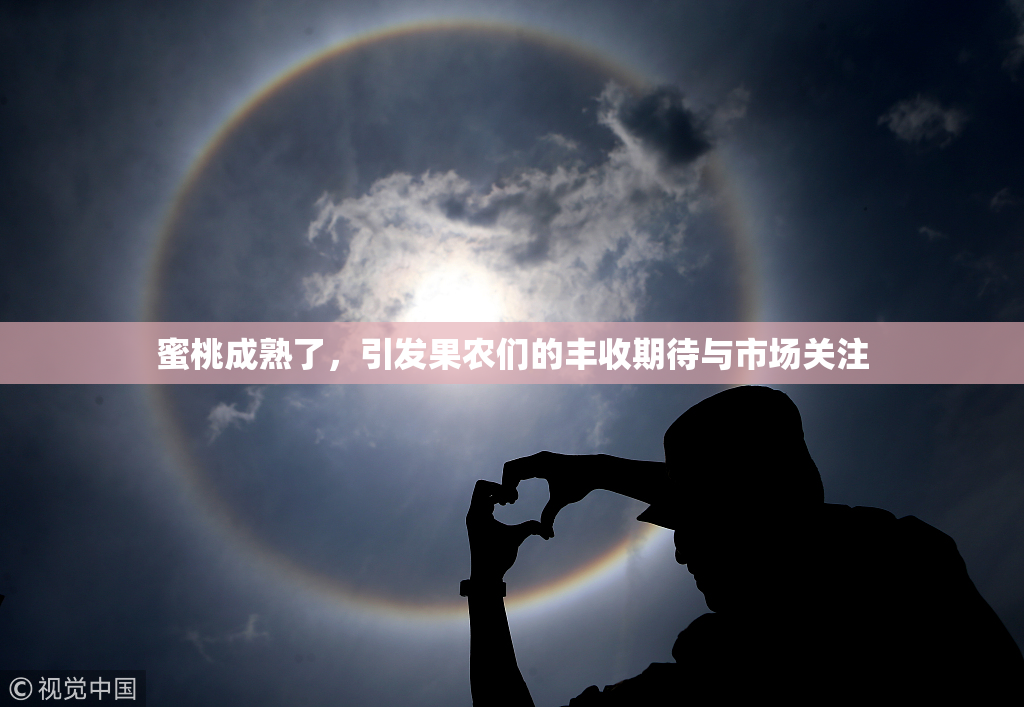 蜜桃成熟了，引发果农们的丰收期待与市场关注