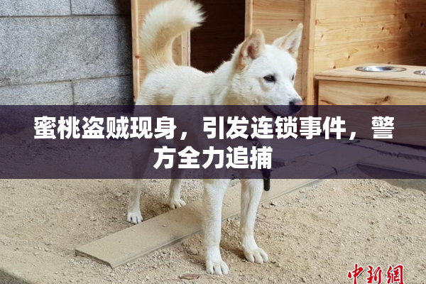 蜜桃盗贼现身，引发连锁事件，警方全力追捕