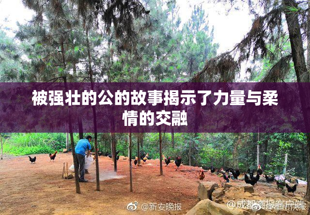 被强壮的公的故事揭示了力量与柔情的交融