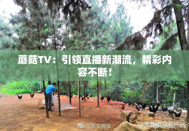 蘑菇TV：引领直播新潮流，精彩内容不断！