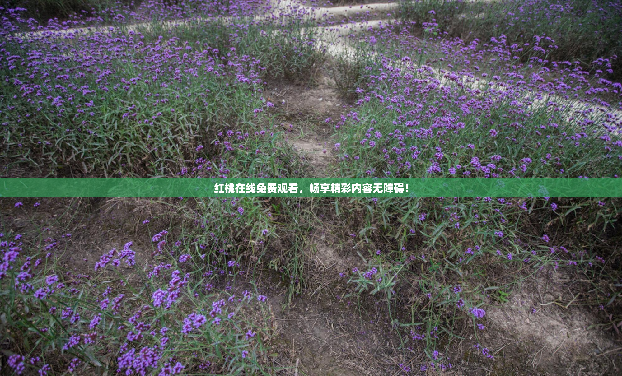 红桃在线免费观看，畅享精彩内容无障碍！