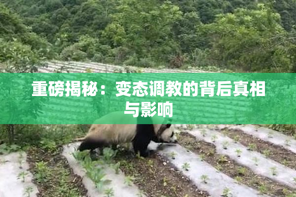 重磅揭秘：变态调教的背后真相与影响