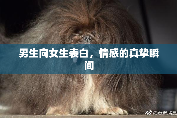 男生向女生表白，情感的真挚瞬间