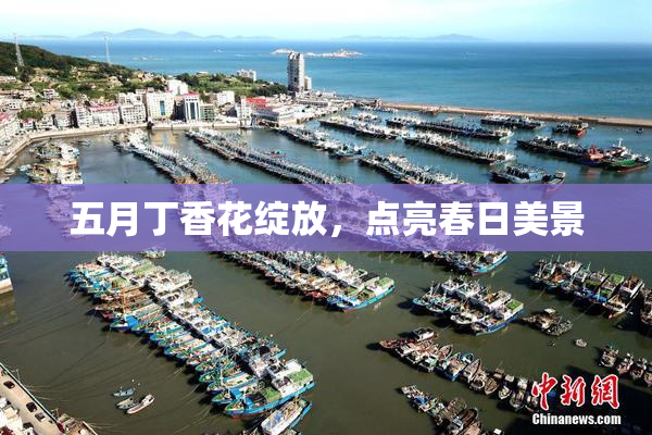五月丁香花绽放，点亮春日美景