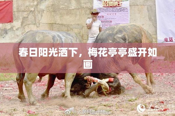 春日阳光洒下，梅花亭亭盛开如画