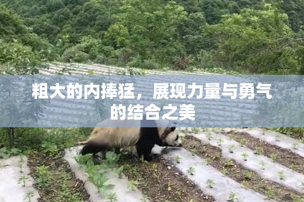 粗大的内捧猛，展现力量与勇气的结合之美