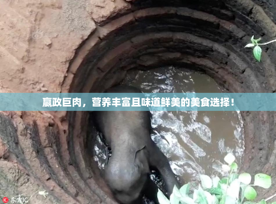 嬴政巨肉，营养丰富且味道鲜美的美食选择！