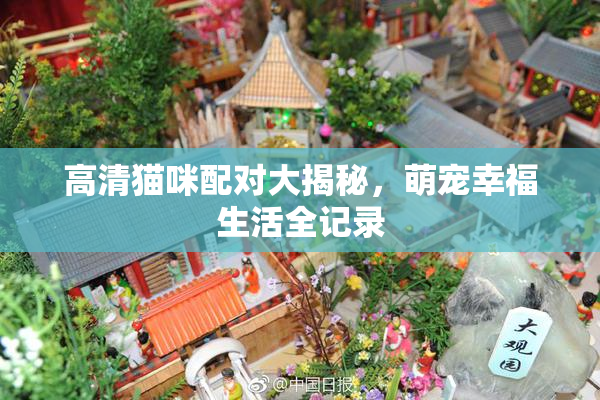 高清猫咪配对大揭秘，萌宠幸福生活全记录