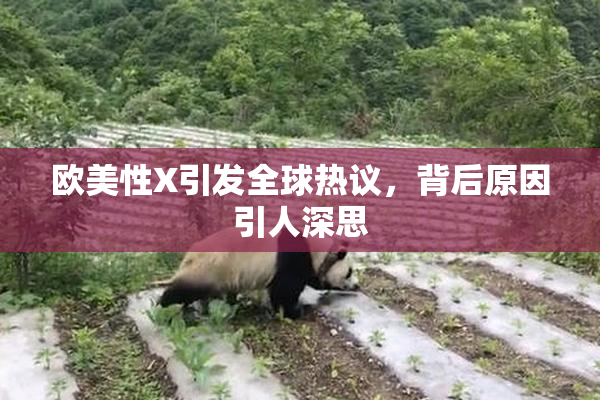 欧美性X引发全球热议，背后原因引人深思