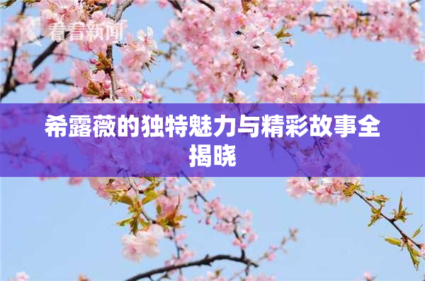 希露薇的独特魅力与精彩故事全揭晓