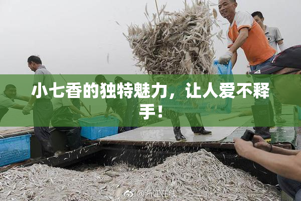 小七香的独特魅力，让人爱不释手！