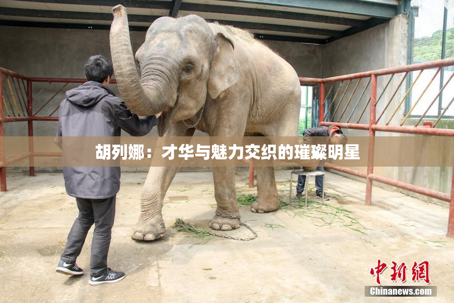 胡列娜：才华与魅力交织的璀璨明星