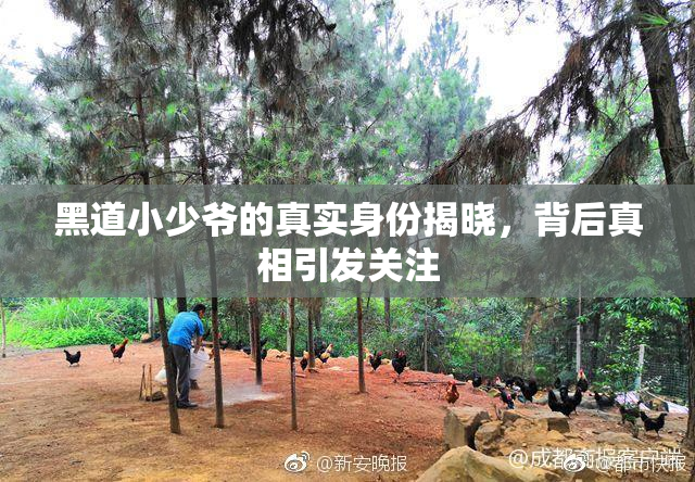 黑道小少爷的真实身份揭晓，背后真相引发关注