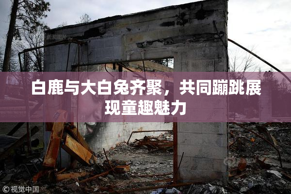 白鹿与大白兔齐聚，共同蹦跳展现童趣魅力