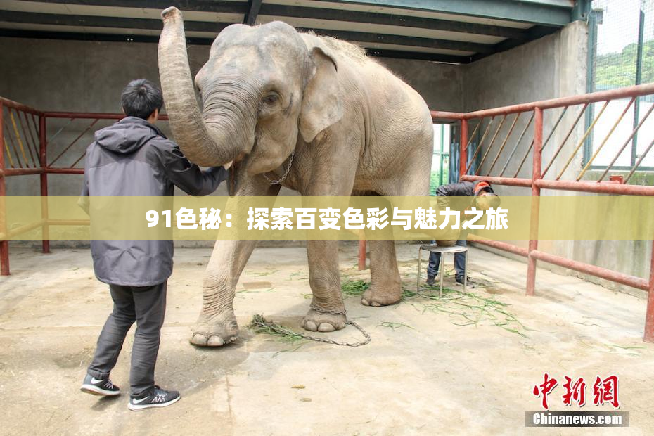 91色秘：探索百变色彩与魅力之旅