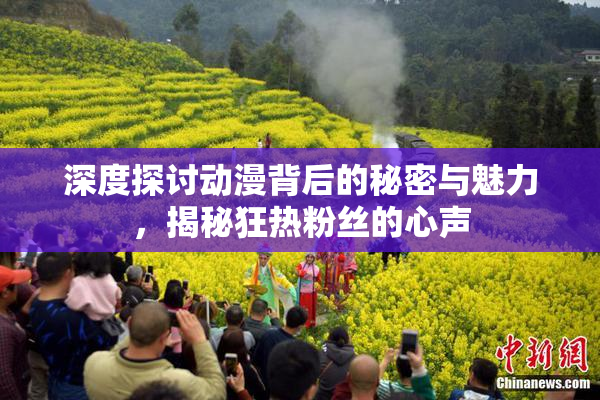 深度探讨动漫背后的秘密与魅力，揭秘狂热粉丝的心声