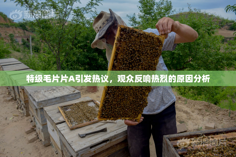 特级毛片片A引发热议，观众反响热烈的原因分析