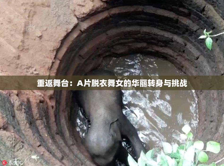 重返舞台：A片脱衣舞女的华丽转身与挑战