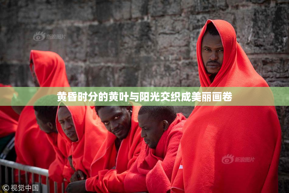 黄昏时分的黄叶与阳光交织成美丽画卷