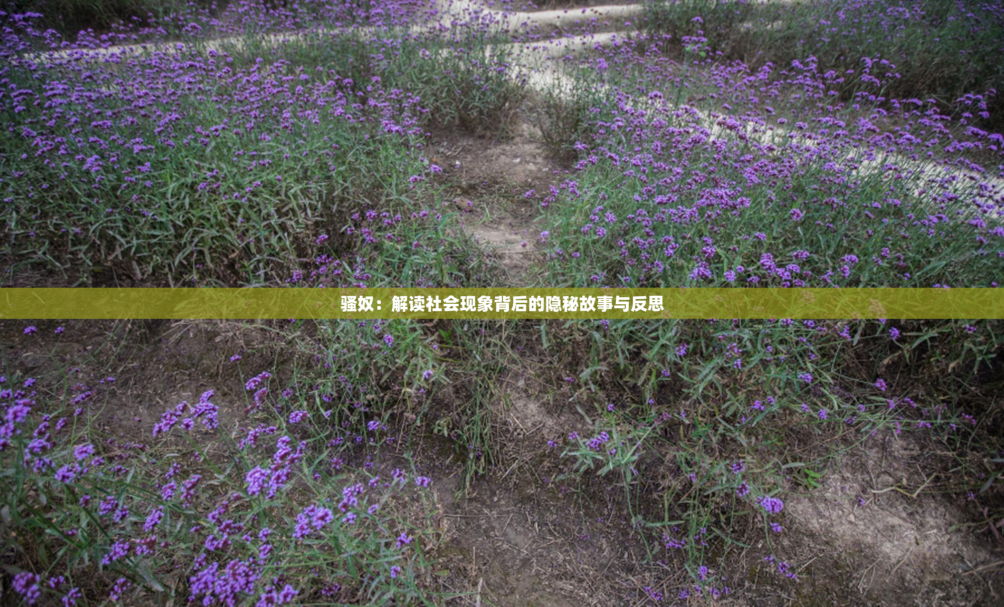 骚奴：解读社会现象背后的隐秘故事与反思