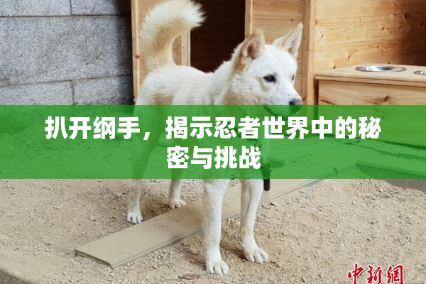 扒开纲手，揭示忍者世界中的秘密与挑战