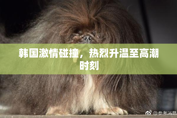 韩国激情碰撞，热烈升温至高潮时刻