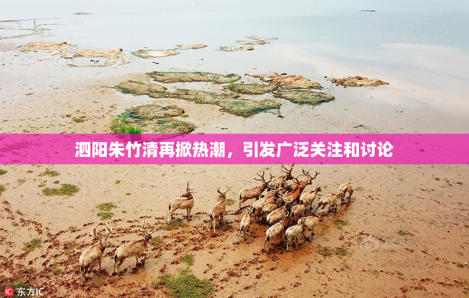 泗阳朱竹清再掀热潮，引发广泛关注和讨论