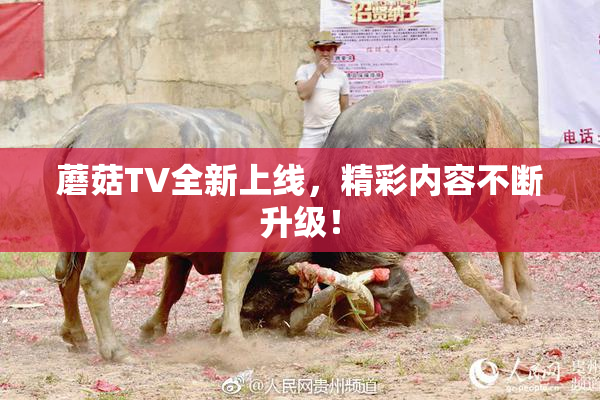 蘑菇TV全新上线，精彩内容不断升级！