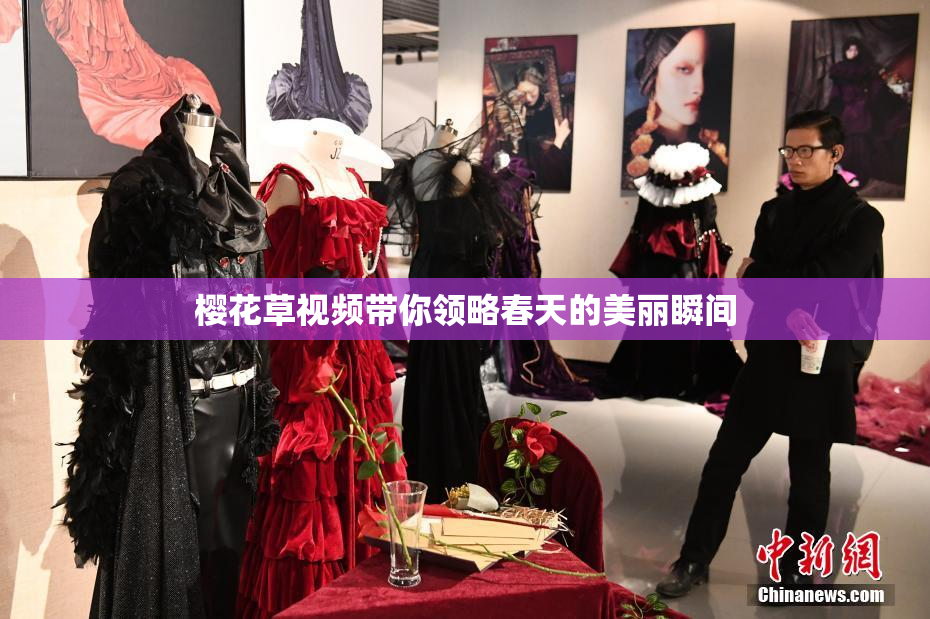 樱花草视频带你领略春天的美丽瞬间