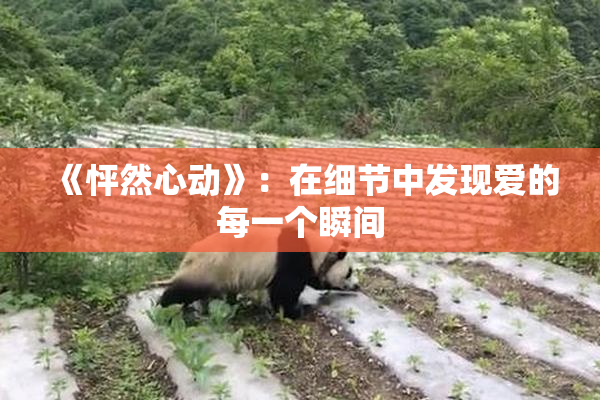 《怦然心动》：在细节中发现爱的每一个瞬间