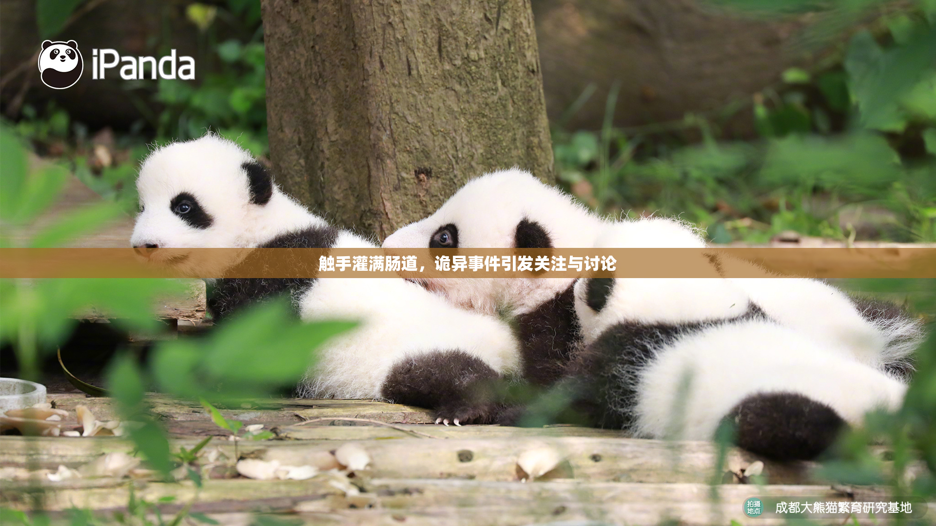 触手灌满肠道，诡异事件引发关注与讨论
