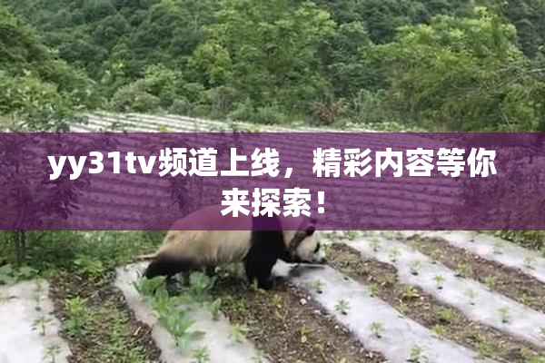 yy31tv频道上线，精彩内容等你来探索！