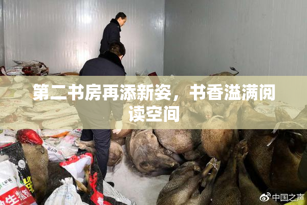 第二书房再添新姿，书香溢满阅读空间