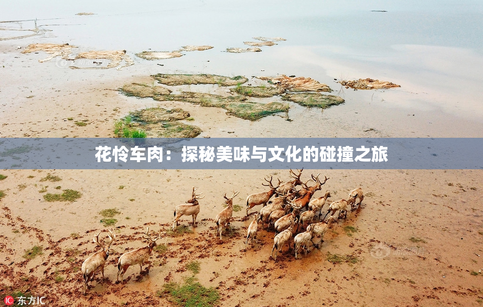花怜车肉：探秘美味与文化的碰撞之旅