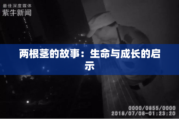 两根茎的故事：生命与成长的启示