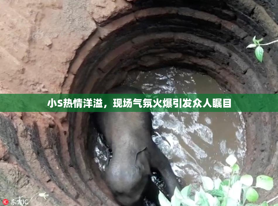 小S热情洋溢，现场气氛火爆引发众人瞩目