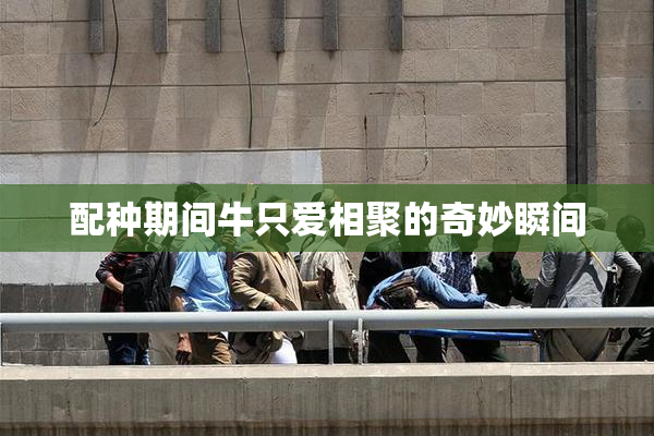 配种期间牛只爱相聚的奇妙瞬间