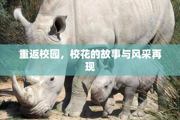 重返校园，校花的故事与风采再现