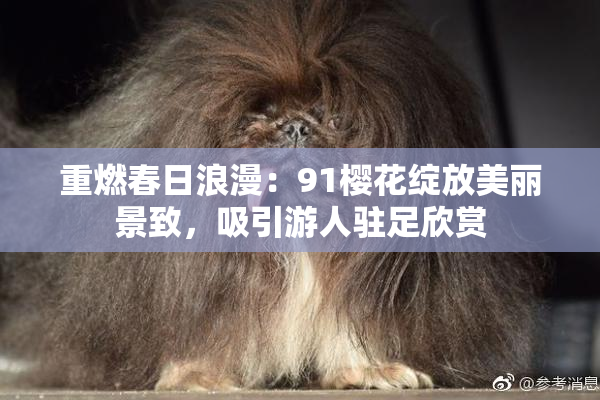 重燃春日浪漫：91樱花绽放美丽景致，吸引游人驻足欣赏
