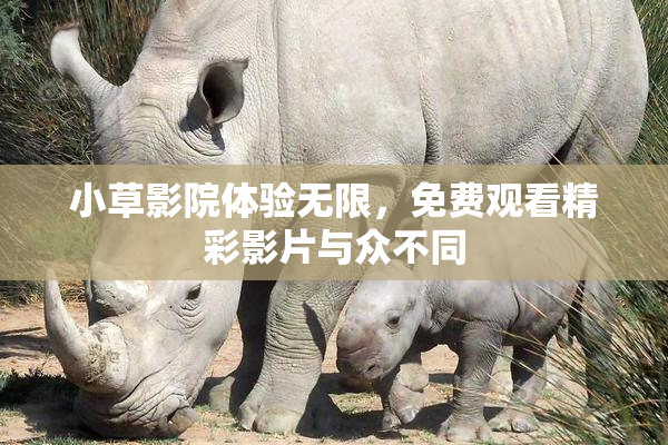 小草影院体验无限，免费观看精彩影片与众不同