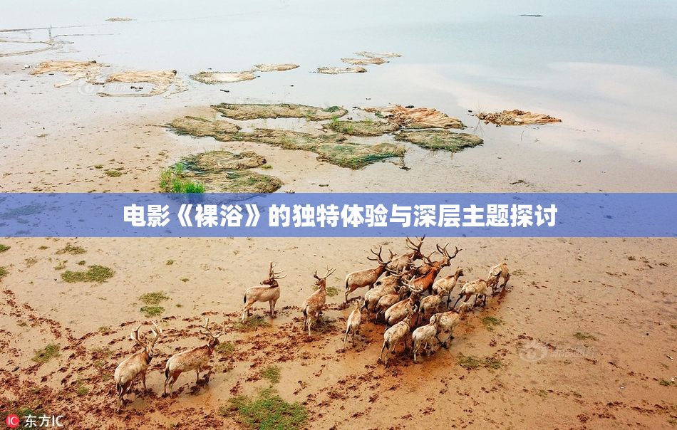 电影《裸浴》的独特体验与深层主题探讨