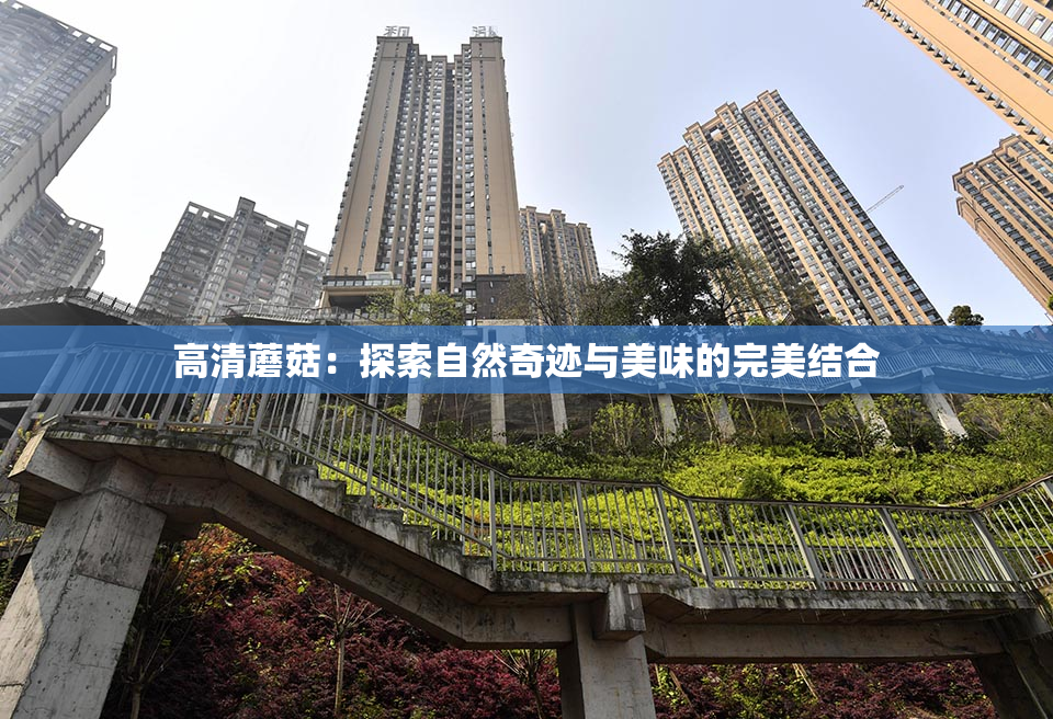 高清蘑菇：探索自然奇迹与美味的完美结合